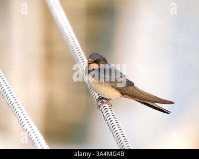 Scheunenschwalbe, Hirundo rustica, Porträt eines erwachsenen Mannes, der auf einem Seil sitzt, Heiligenhafen, Deutschland Stockfoto