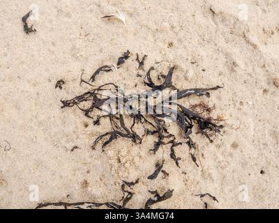 Nahaufnahme von getrockneten Braunalgenbändern, Phaeophyceae, auf Sandebene bei Ebbe im Wattenmeer, Niedersachsen Stockfoto