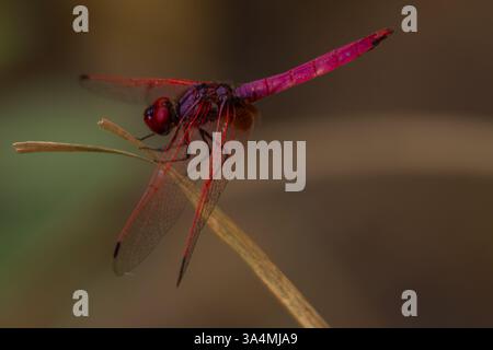 Nahaufnahme eines purpurroten Sumpfgleiters (Trithemis aurora), der auf trockenem Pflanzenstamm in der Natur ruht. Stockfoto