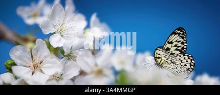 Schmetterling auf schönen weißen Frühlingsblumen mit blauem Hintergrund. Frische Blüten auf einer Astnaht. Stockfoto