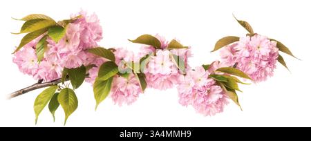 Rosa Kirschblüten isoliert auf weiß. Schöne zarte Frühlingsblumen auf einem Zweig im Panoramaformat. Stockfoto