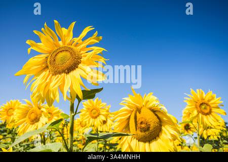 Sonnenblumen in voller Blüte. Stockfoto