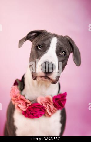 Amerikanischer Staffordshire-Terrier Stockfoto