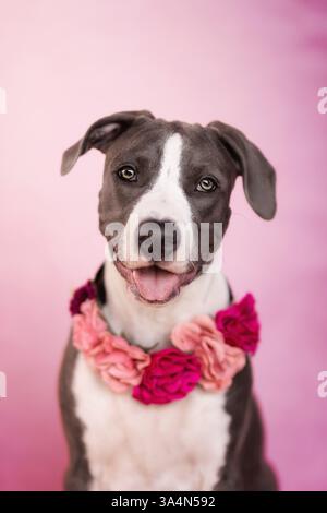 Amerikanischer Staffordshire-Terrier Stockfoto