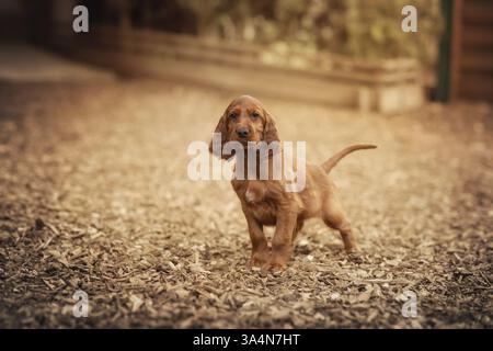 Irish Red Setter Stockfoto