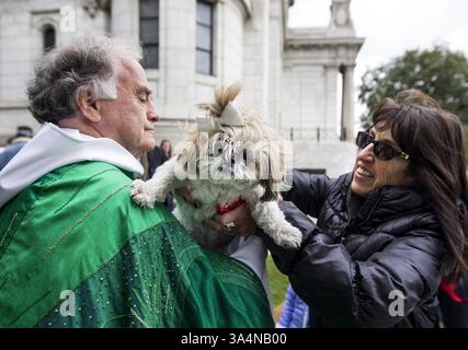 5. Oktober 2014 – Minneapolis, MN, USA – Jill Wolfe aus Golden Valley überreicht ihren 13-jährigen Hund Chickie an Pater Joe Gillespie, um beim Segen der Tiere in der Basilika Saint Mary in Minneapolis am 5. Oktober 2014 gesegnet zu werden. (Kreditbild: © Courtney Perry/MCT/ZUMA Wire) Stockfoto