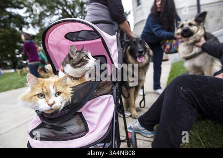 5. Oktober 2014 - Minneapolis, MN, USA - die Katzen Rusty, Left und Cameron schauen sich die Szene mit ihren Hundebrüdern Charlie, Right und Frazier beim Segen der Tiere in der Basilica of Saint Mary in Minneapolis am 5. Oktober 2014 an. Die Schwestern Debbie und Mary Fiebiger aus Northfield besitzen die Tiere. (Kreditbild: © Courtney Perry/MCT/ZUMA Wire) Stockfoto