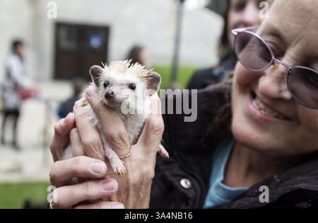5. Oktober 2014 – Minneapolis, MN, USA – Earlene Johnson hält ihren Igel Ida für andere, die sie beim Segen der Tiere in der Basilika Saint Mary in Minneapolis am 5. Oktober 2014 sehen können. (Kreditbild: © Courtney Perry/MCT/ZUMA Wire) Stockfoto