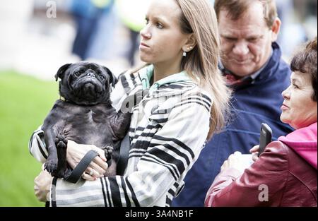 5. Oktober 2014 – Minneapolis, MN, USA – Nicole Dahlen aus Ramsey hält ihren Mops namens Kirby, während sie in der Schlange beim Segen der Tiere in der Basilika Saint Mary in Minneapolis am 5. Oktober 2014 warten. (Kreditbild: © Courtney Perry/MCT/ZUMA Wire) Stockfoto