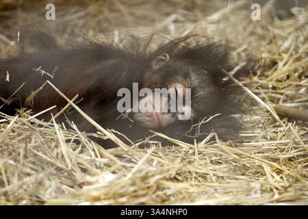 12. November 2014 - Brookfield, IL, USA - der sechsmonatige Orang-Utan Kecil schließt sich am Mittwoch, 12. November 2014, im Brookfield Zoo in Brookfield, Illinois, mit seiner Leihmutter Maggie, einer 53-jährigen Bornean Orang-Utan, an (Kreditbild: © Chuck Berman/TNS/ZUMA Wire) Stockfoto