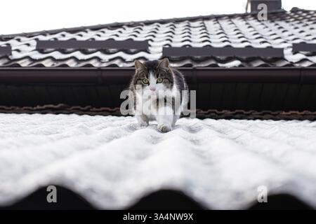 Niedliche Katze, die auf einem gefrorenen Schneedach spaziert und jagt, an einem düsteren Tag Stockfoto
