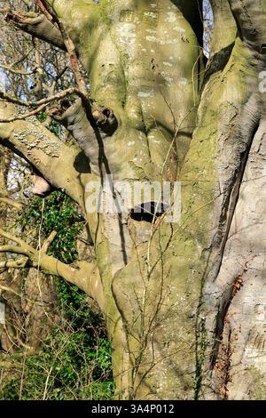 Buche, Frühling, Saltford in der Nähe von Bath, Somerset. Stockfoto