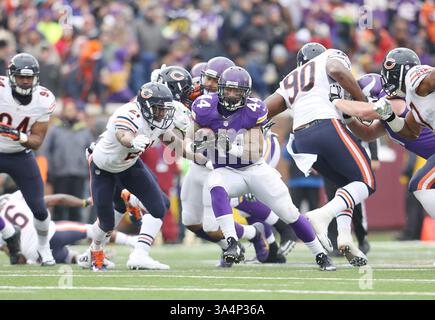 28. Dezember 2014: Minnesota Vikings Running Back Matt Asiata (44) findet während eines Spiels zwischen den Chicago Bears und den Minnesota Vikings im TCF Bank Stadium in Minneapolis, Minnesota, Laufraum. Die Wikinger besiegten die Bears 13–9. (Bild: © Andy Blenkush/Cal Sport Media/ZUMAPRESS.com) Stockfoto