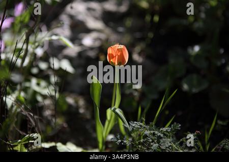 Orange Color Sun's - Eye Tulip oder Tulipa Agenensis, eine unbebaute Wildblume aus der Familie der Liliaceae. Die Blütenblätter sind noch geschlossen, bevor sie sich öffnen. Stockfoto