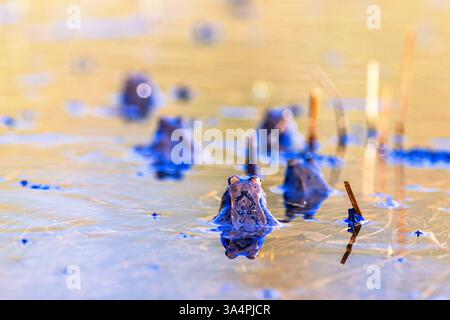 Rücken auf Moorfroschköpfen, die aus dem Wasser ragen Stockfoto