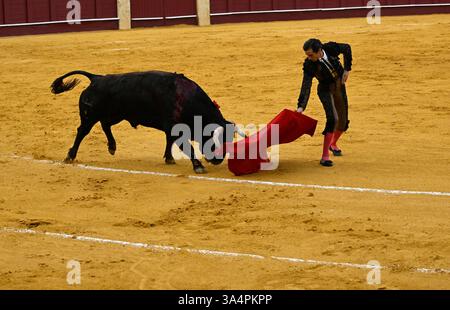 Stierkampf Plaza de Toros de la Malagueta, Andalusien, Spanien. Stockfoto