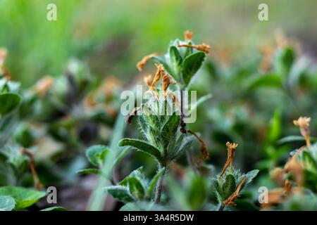 Pringe Leaf Wild Petunia Ruellia humilis ist eine niedrig wachsende Staude mit haarigen Blättern und Lavendelblüten, die auf trockenen Böden gedeiht und Polli anzieht Stockfoto