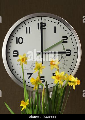 Eine Uhr unter Narzissen: Die grau-grüne Hand zeigt auf zwei Uhr, die schwarze auf drei Uhr. Der gelbe Pfeil zeigt die Richtung an. Stockfoto