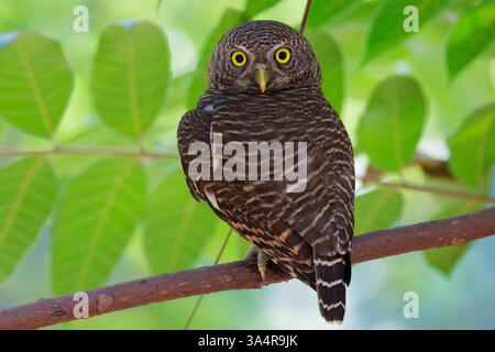 Asiatische Barroteicheize, Glaucidium cuculoides, die auf einem Baumzweig im Regenwald in Nordthailand stehen Stockfoto