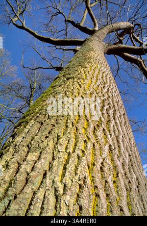 Asche (Fraxinus excelsior) reifer Baum im Winter mit Rinde und gelber Flechte (Chrysothrix candelaris) Berwickshire, Schottland, Januar Stockfoto