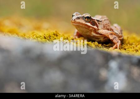 Nahaufnahme des Individuums nach Süßwasserloch, Inverness-shire, Schottland, Mai Stockfoto
