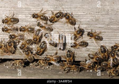 Honigbiene (APIs mellifera), am Eingang zum Bienenstock im Frühjahr, Berwickshire, Schottland, Februar Stockfoto