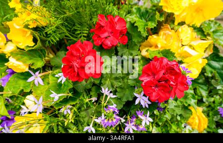 Buntes Blumenbeet mit roten und gelben Blumen. Stockfoto