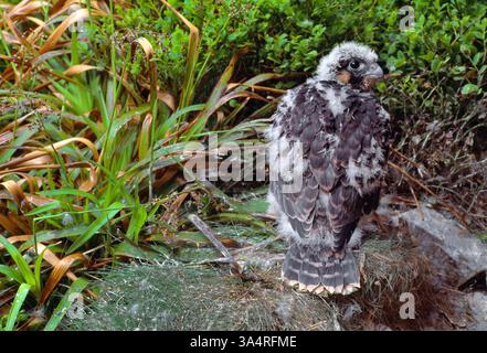 Peregrine Falke (Falco peregrinus) Jungvögel nahe der Flucht am Rande des eyrie / Nest, Inverness-shire, Schottland, Juni Stockfoto