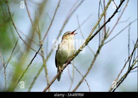 Seggen Warbler (Acrocephalus schoenobaenus) männlich auf Brutgebiet singend in Weidenbaum, Roxburghshire, Schottland, Mai Stockfoto