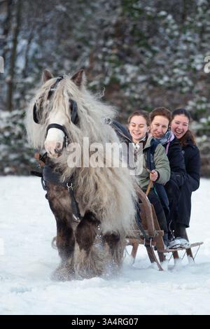 Irischer Tinker Hengst Stockfoto