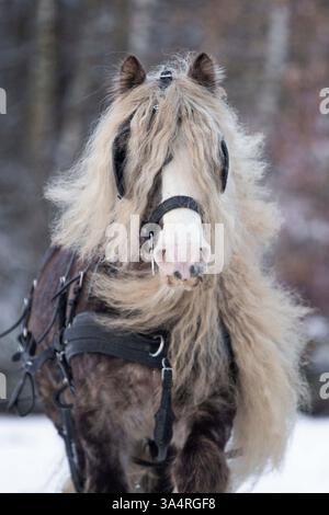 Irischer Tinker Hengst Stockfoto