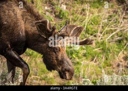 Bulle Elch weidet mit Geweih in Samt Stockfoto