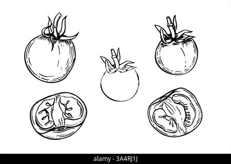 Monochrome Tomaten Vektor-Linie Kunst schwarze Tinte Skizze. Ganze und die Hälfte der Gartengemüse realistische grafische Skizze Illustration. Lebensmittelzutaten Stock Vektor