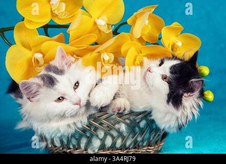 Zwei lustige kleine Kätzchen liegen in einem Korb mit gelben künstlichen Phalaenopsis Orchideenblüten auf blauem Hintergrund Stockfoto