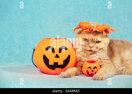 Lustige Scottish Fold Kurzhaarkatze in einem Kranz liegt auf einer blauen Decke neben künstlichen Kürbissen für Halloween. Halloween-Konzept. Stockfoto