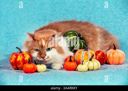 Eine niedliche langhaarige Katze liegt auf einer blauen Decke mit vielen kleinen künstlichen Kürbissen Stockfoto