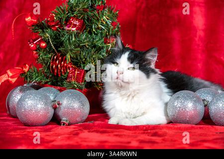 Ein schwarz-weißes Kätzchen liegt neben einem geschmückten Weihnachtsbaum mit silbernen Kugeln auf einer roten Decke Stockfoto