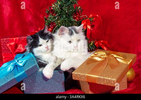 Lustige kleine Kätzchen, die in Geschenkkartons auf roter Decke neben dem Weihnachtsbaum sitzen Stockfoto