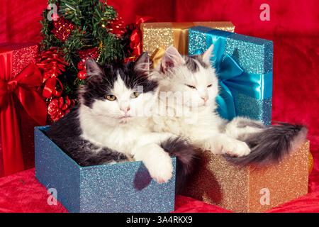 Lustige kleine Kätzchen, die in Geschenkkartons auf roter Decke neben dem Weihnachtsbaum sitzen Stockfoto