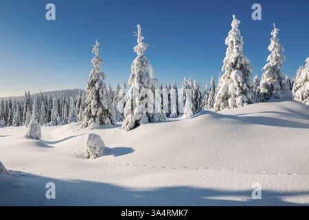 Schneebedeckte Winterlandschaft mit schneebedecktem Fichtenwald, Nationalpark Harz, Sachsen-Anhalt, Deutschland, Europa Stockfoto