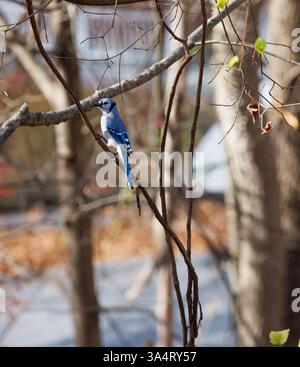 American Blue jay hockte auf einem Baumzweig Stockfoto
