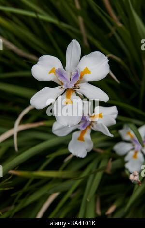 Dietes Grandiflora oder besser bekannt als viertägige Lilie mit langem starrem Schwert wie grüne Blätter Stockfoto