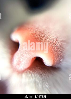Katzennase Nahaufnahme. Makrobild der rosafarbenen Nase der Katze. PET-Atemwege. Nasenatmung. Stockfoto