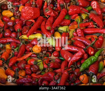 Chili-Paprika auf Madeira Stockfoto