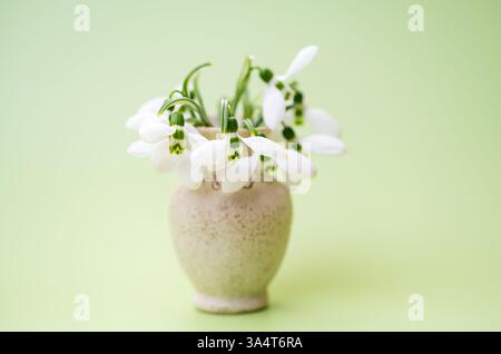 Schneeglöckchen aus nächster Nähe auf hellgrünem Hintergrund Stockfoto