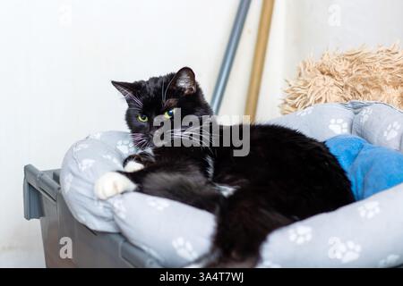 Eine schwarz-weiß gefärbte Katze liegt bequem in einem großen Hundebett, was einen ziemlich amüsanten Kontrast zwischen den beiden Tieren schafft Stockfoto