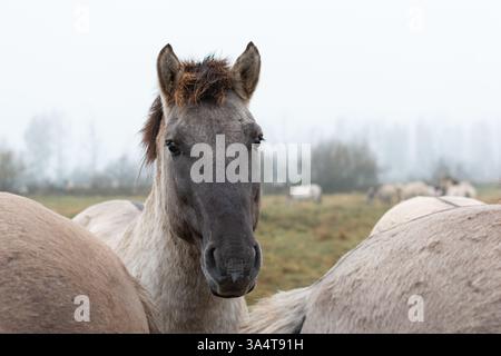 Nahaufnahme Porträt von wilden Pferden Stockfoto