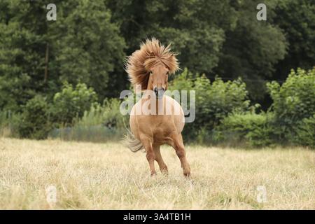 Islandpferd Stockfoto