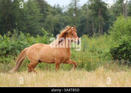 Islandpferd Stockfoto