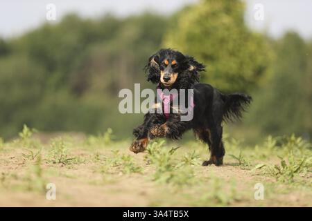English Cocker Spaniel Stockfoto